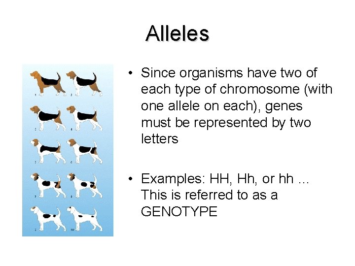 Alleles • Since organisms have two of each type of chromosome (with one allele