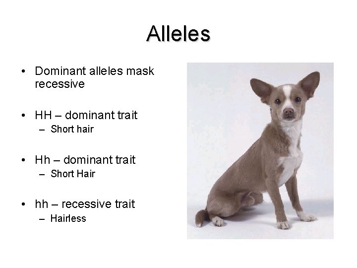 Alleles • Dominant alleles mask recessive • HH – dominant trait – Short hair