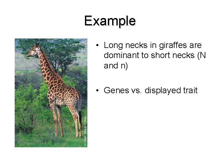 Example • Long necks in giraffes are dominant to short necks (N and n)