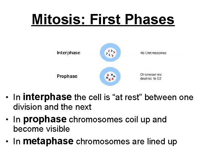 Mitosis: First Phases • In interphase the cell is “at rest” between one division