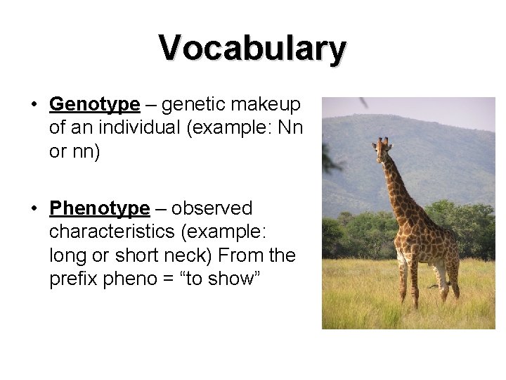 Vocabulary • Genotype – genetic makeup of an individual (example: Nn or nn) •
