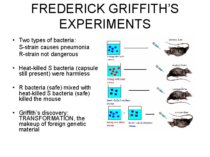 FREDERICK GRIFFITH’S EXPERIMENTS • Two types of bacteria: S-strain causes pneumonia R-strain not dangerous