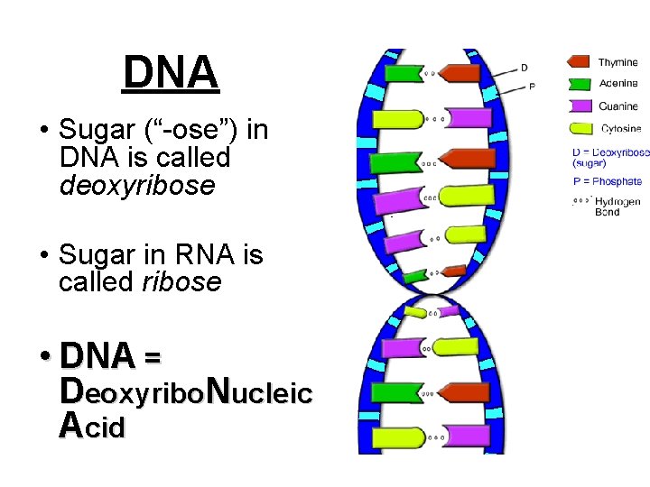 DNA • Sugar (“-ose”) in DNA is called deoxyribose • Sugar in RNA is