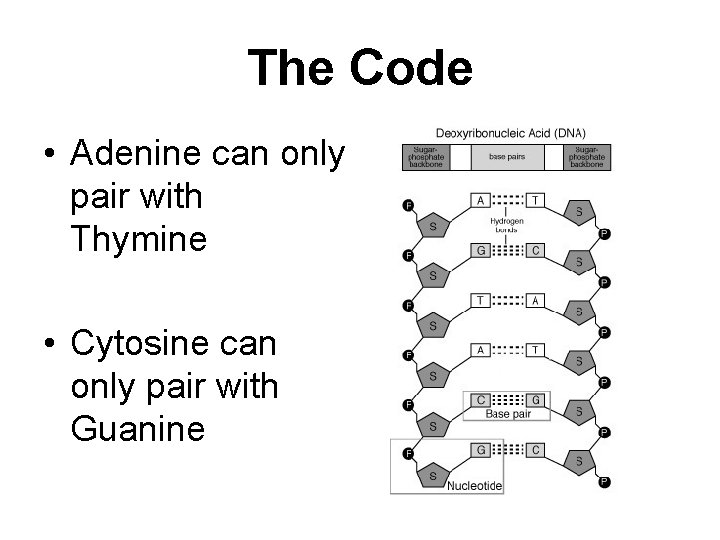 The Code • Adenine can only pair with Thymine • Cytosine can only pair