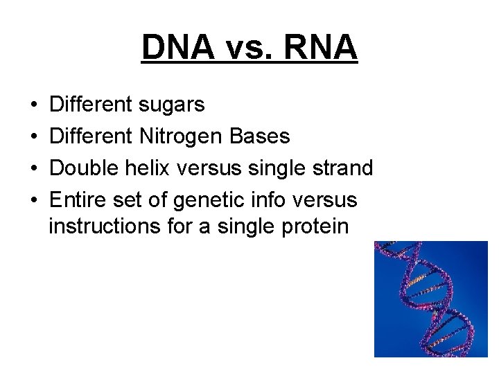 DNA vs. RNA • • Different sugars Different Nitrogen Bases Double helix versus single