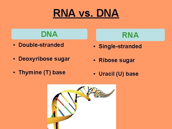 RNA vs. DNA RNA • Double-stranded • Single-stranded • Deoxyribose sugar • Ribose sugar