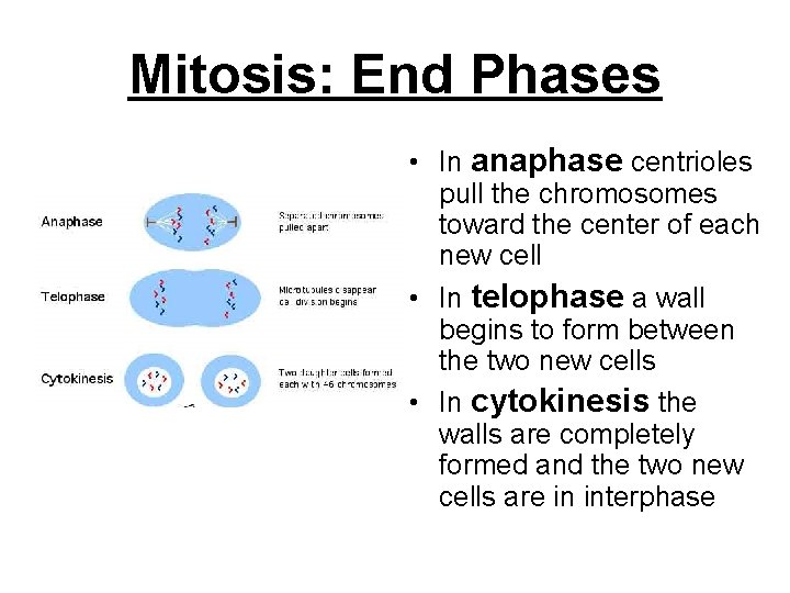 Mitosis: End Phases • In anaphase centrioles pull the chromosomes toward the center of
