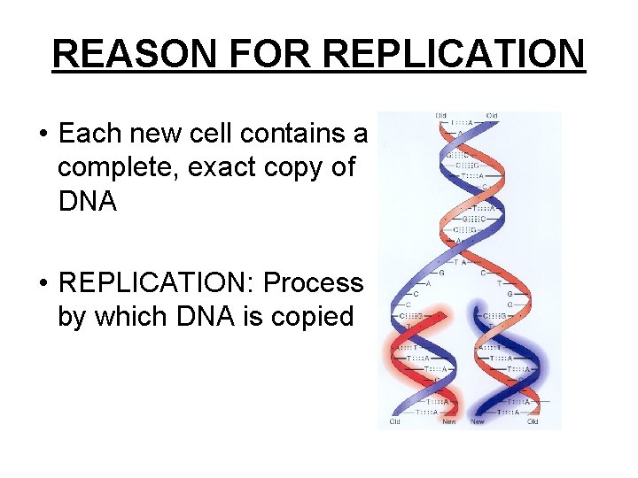 REASON FOR REPLICATION • Each new cell contains a complete, exact copy of DNA
