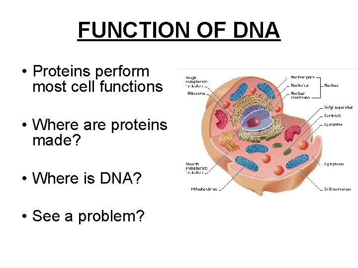 FUNCTION OF DNA • Proteins perform most cell functions • Where are proteins made?