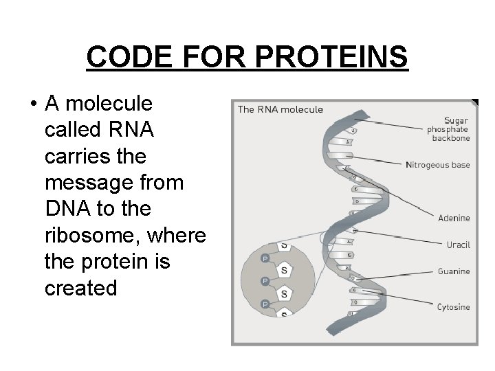 CODE FOR PROTEINS • A molecule called RNA carries the message from DNA to