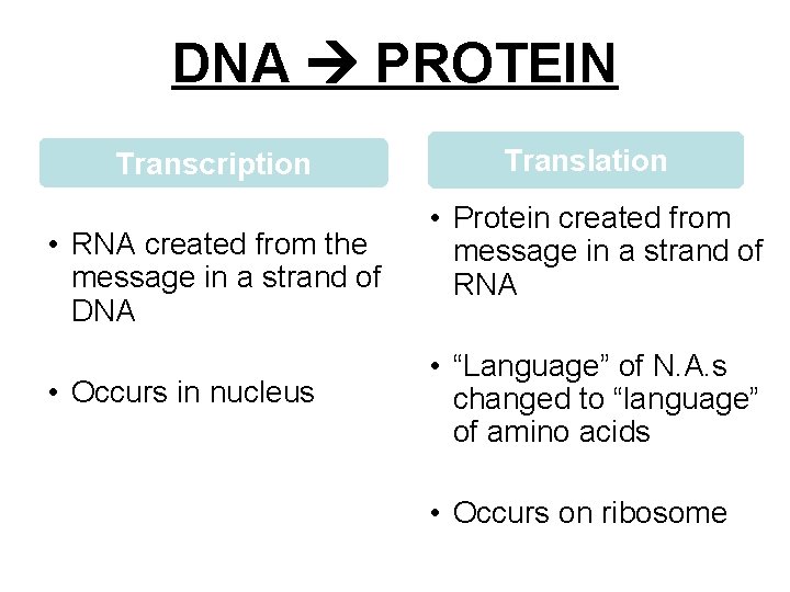 DNA PROTEIN Transcription • RNA created from the message in a strand of DNA