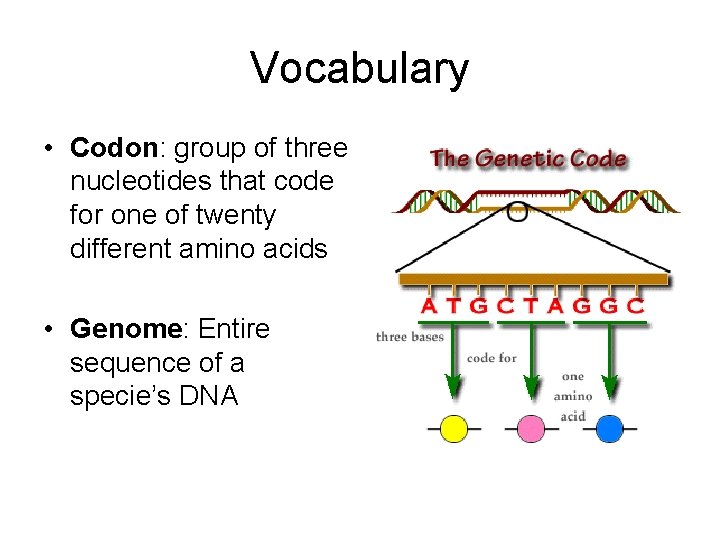 Vocabulary • Codon: group of three nucleotides that code for one of twenty different