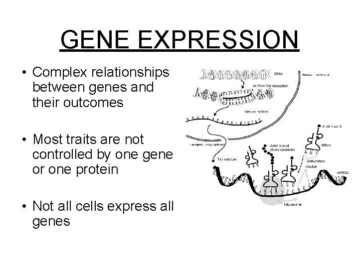 GENE EXPRESSION • Complex relationships between genes and their outcomes • Most traits are