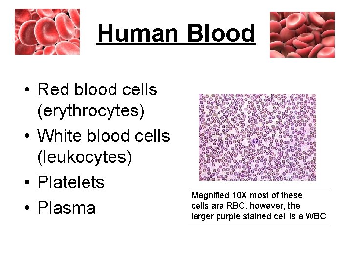 Human Blood • Red blood cells (erythrocytes) • White blood cells (leukocytes) • Platelets