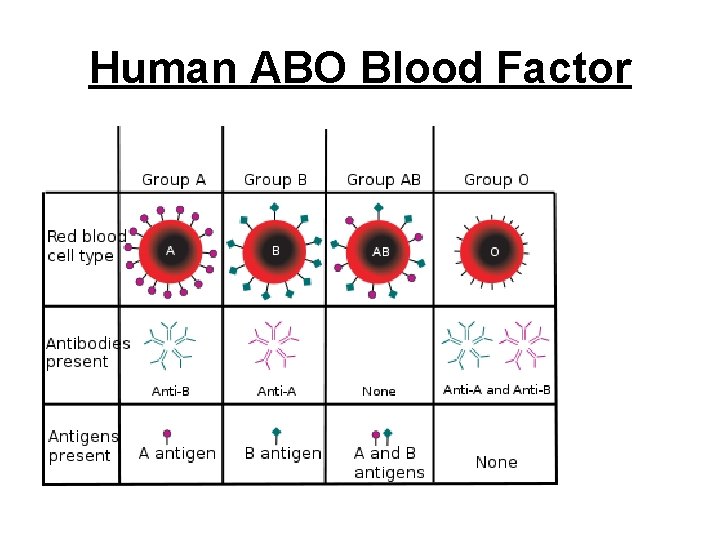 Human ABO Blood Factor 