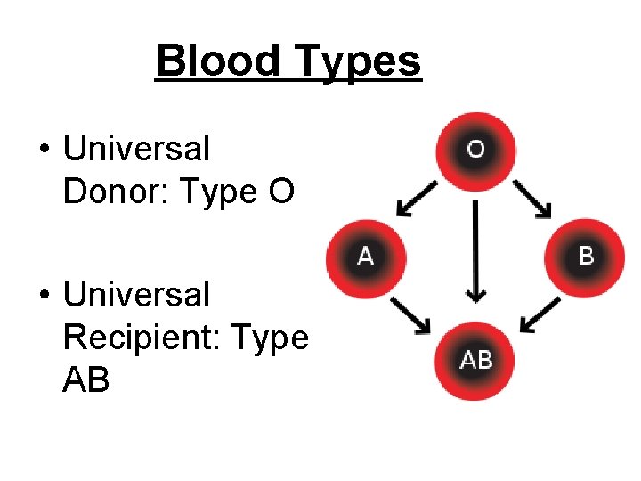 Blood Types • Universal Donor: Type O • Universal Recipient: Type AB 