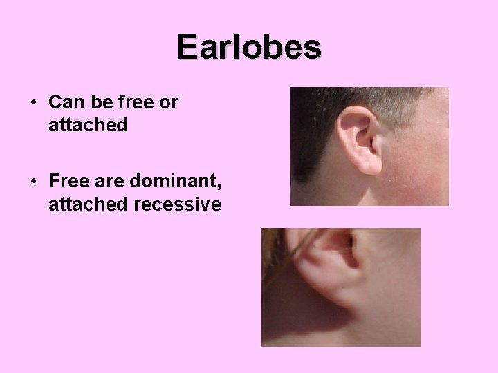 Earlobes • Can be free or attached • Free are dominant, attached recessive 