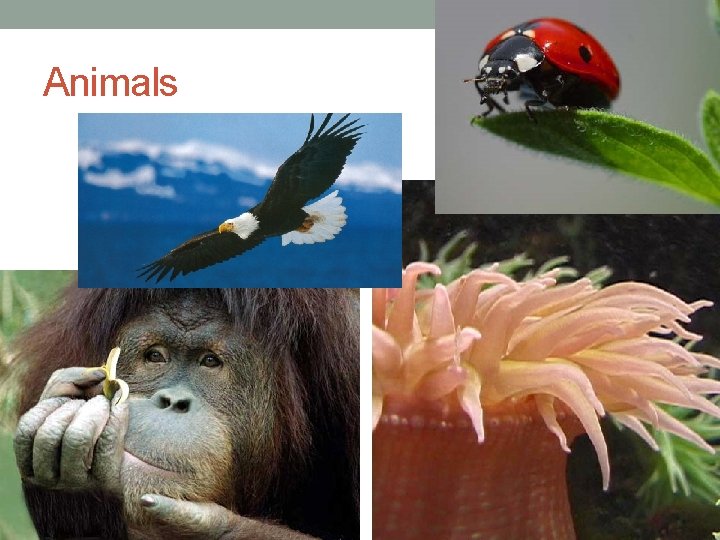 Animals 