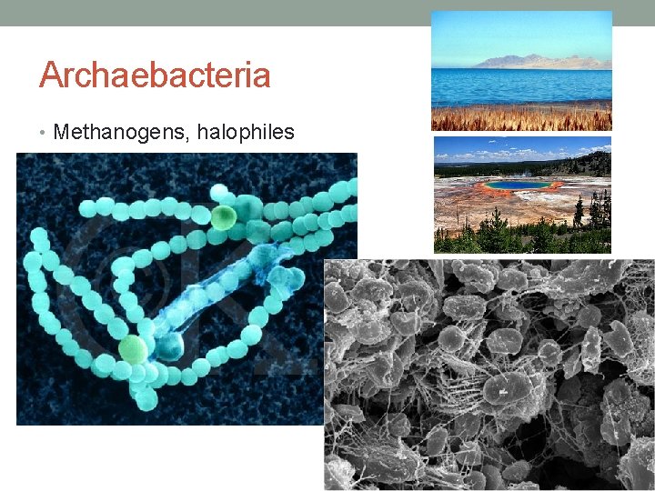 Archaebacteria • Methanogens, halophiles 