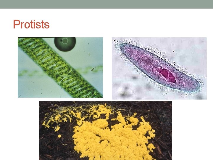 Protists 