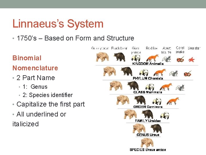 Linnaeus’s System • 1750’s – Based on Form and Structure Binomial Nomenclature • 2