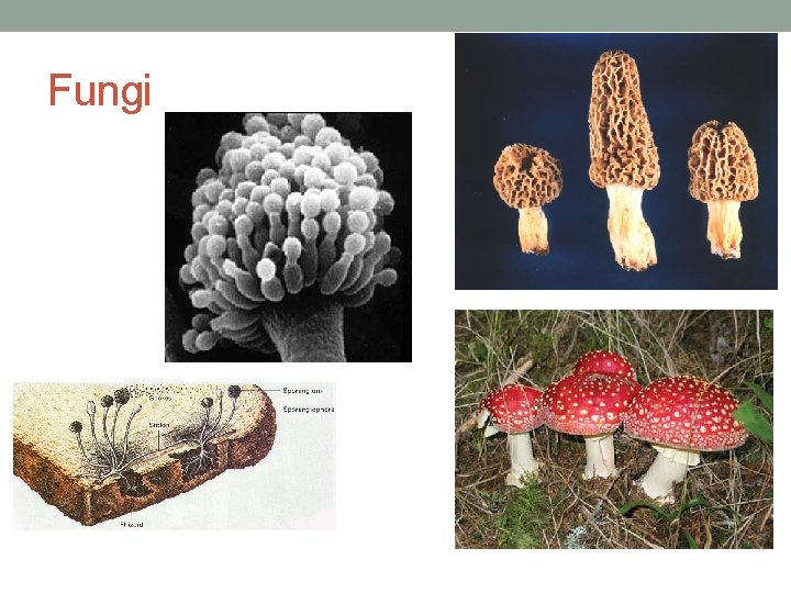 Fungi 