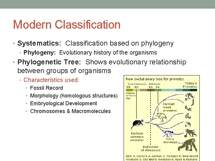 Modern Classification • Systematics: Classification based on phylogeny • Phylogeny: Evolutionary history of the