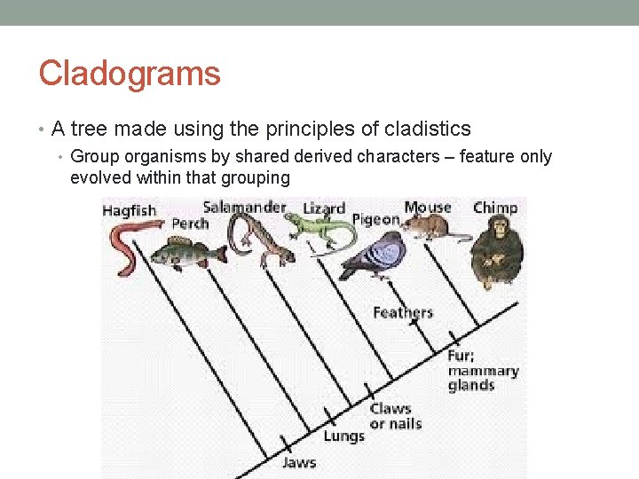 Cladograms • A tree made using the principles of cladistics • Group organisms by