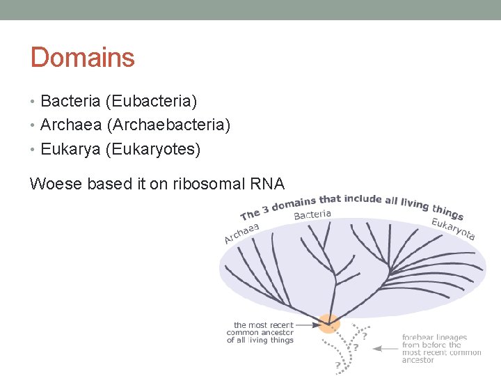 Domains • Bacteria (Eubacteria) • Archaea (Archaebacteria) • Eukarya (Eukaryotes) Woese based it on