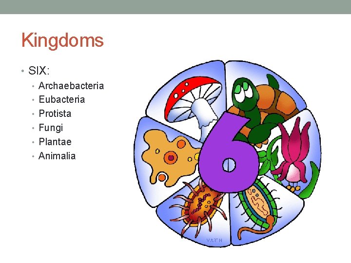 Kingdoms • SIX: • Archaebacteria • Eubacteria • Protista • Fungi • Plantae •