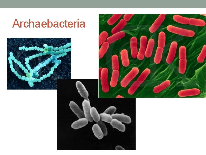 Archaebacteria 