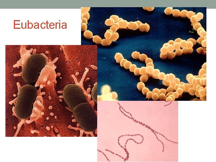 Eubacteria 