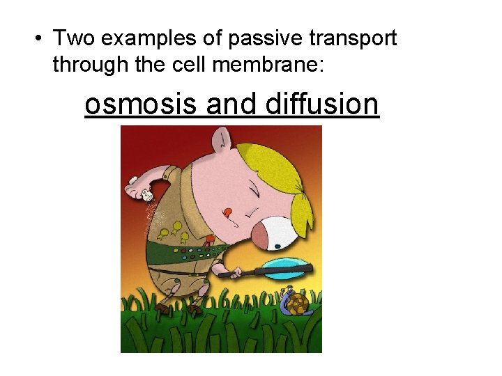  • Two examples of passive transport through the cell membrane: osmosis and diffusion