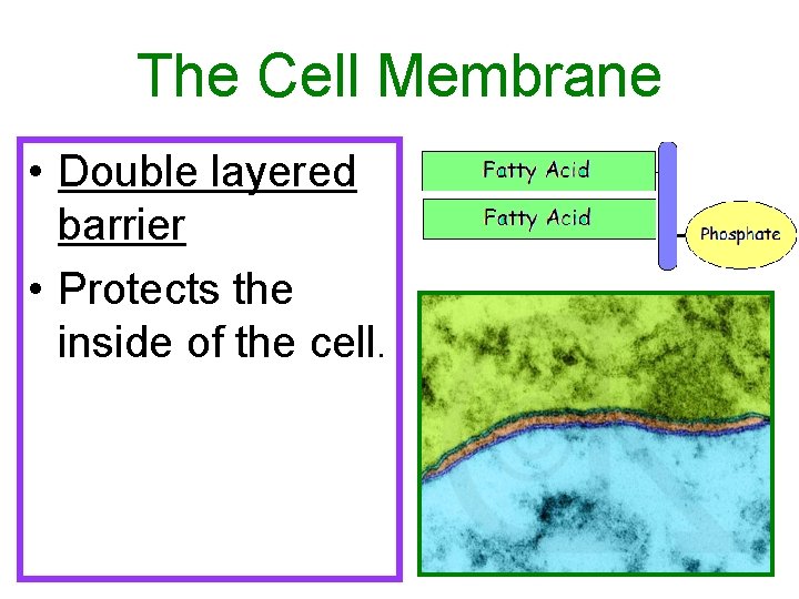 The Cell Membrane • Double layered barrier • Protects the inside of the cell.