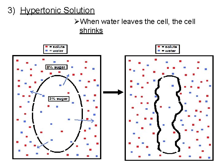 3) Hypertonic Solution ØWhen water leaves the cell, the cell shrinks 