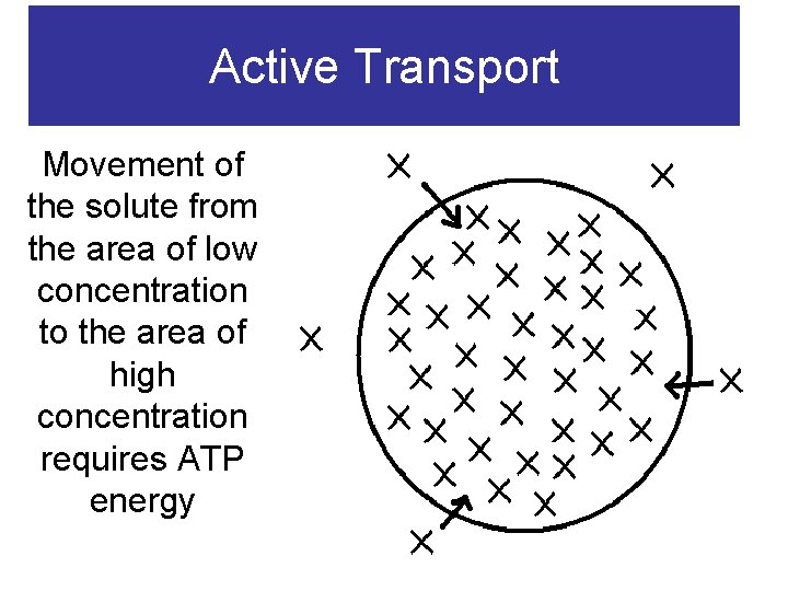 Active Transport Movement of the solute from the area of low concentration to the
