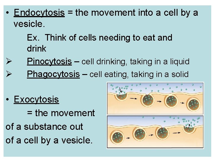  • Endocytosis = the movement into a cell by a vesicle. Ø Ø