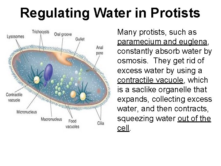 Regulating Water in Protists • Many protists, such as paramecium and euglena, constantly absorb