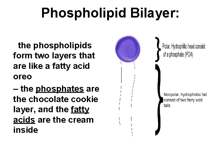 Phospholipid Bilayer: the phospholipids form two layers that are like a fatty acid oreo