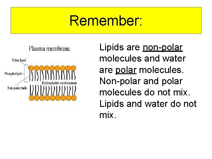 Remember: Lipids are non-polar molecules and water are polar molecules. Non-polar and polar molecules