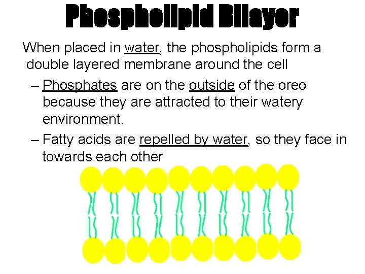 Phospholipid Bilayer When placed in water, the phospholipids form a double layered membrane around