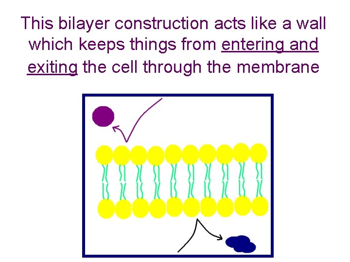 This bilayer construction acts like a wall which keeps things from entering and exiting