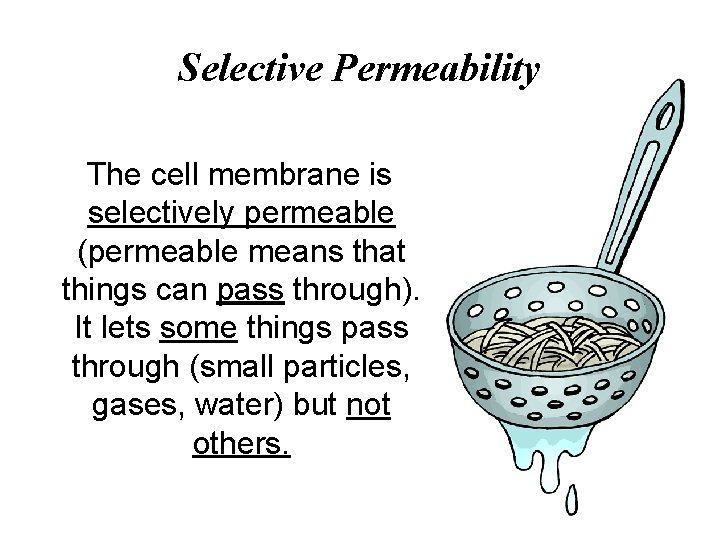 Selective Permeability The cell membrane is selectively permeable (permeable means that things can pass