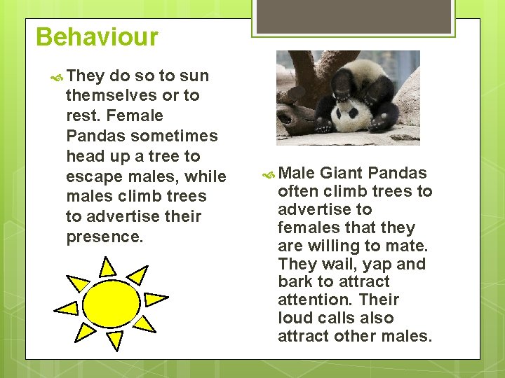 Behaviour They do so to sun themselves or to rest. Female Pandas sometimes head