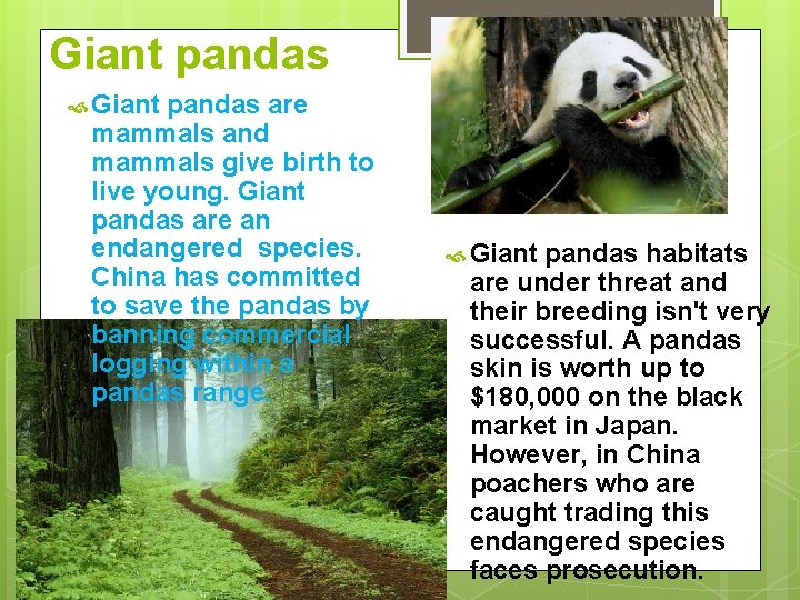 Giant pandas are mammals and mammals give birth to live young. Giant pandas are