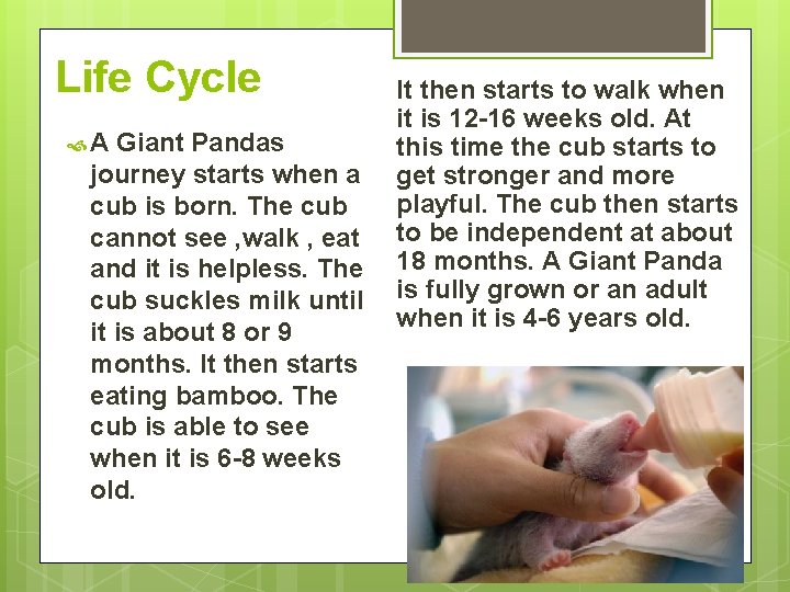 Life Cycle A Giant Pandas journey starts when a cub is born. The cub