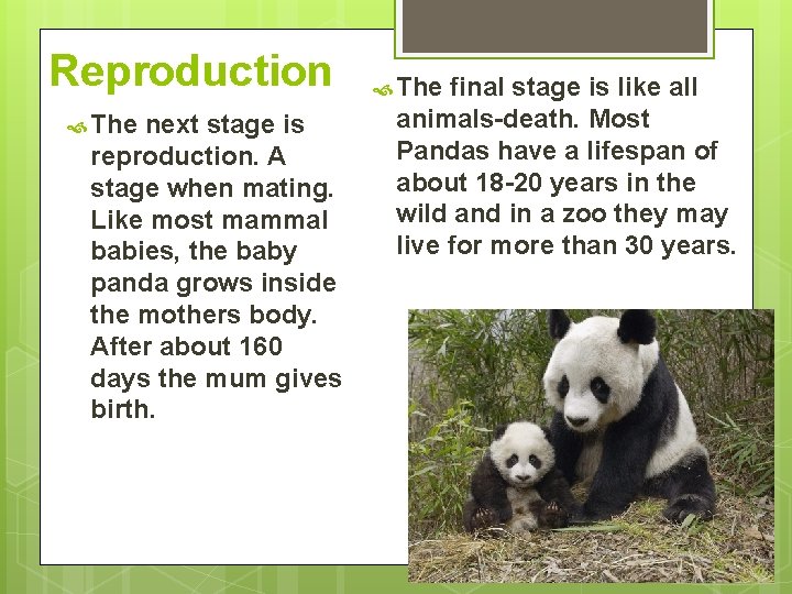 Reproduction The next stage is reproduction. A stage when mating. Like most mammal babies,
