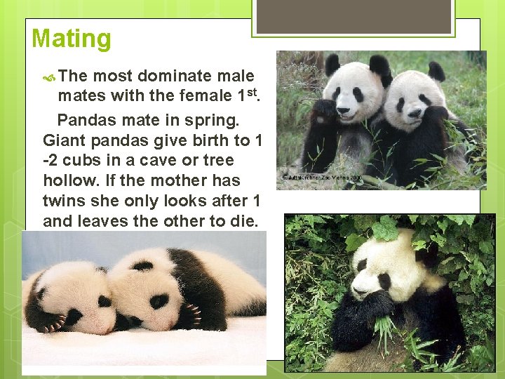 Mating The most dominate male mates with the female 1 st. Pandas mate in