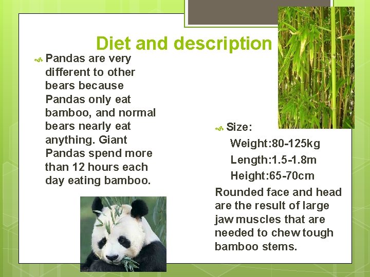  Pandas Diet and description are very different to other bears because Pandas only