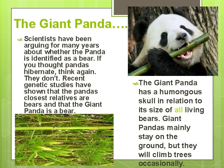 The Giant Panda……. Scientists have been arguing for many years about whether the Panda